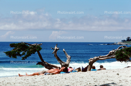 Man, Suntan, Cypress Tree, Beach, Sand, water, swim trunks