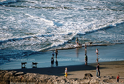 Beach, sand, water, People and Dogs, Ocean Beach