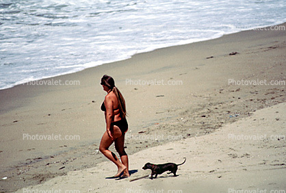 dachshund, Wiener Dog, small dog breed, Seal Beach, southern California