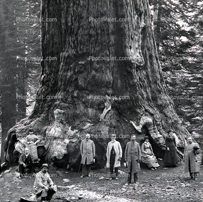 Sequoia Tree Trunk, 1890's
