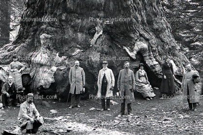 Sequoia Tree, Base, Huge, 1890's