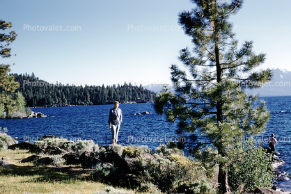 Woman, shoreline, retro, water, pine tree, lakeside, 1950s