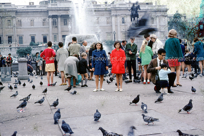 Pigeons, 1968, 1960s