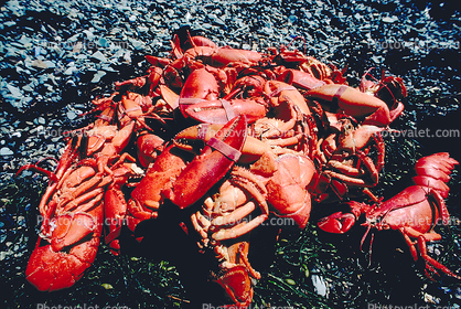 Bear Island, Penobscot Bay, Lobster Feast, Maine