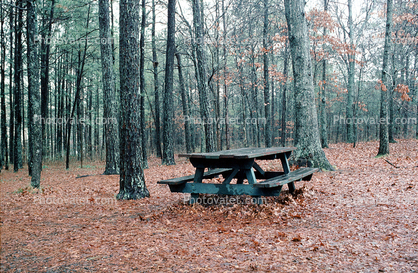 Lone Old Picnic Table, Forest, woodland, leaves