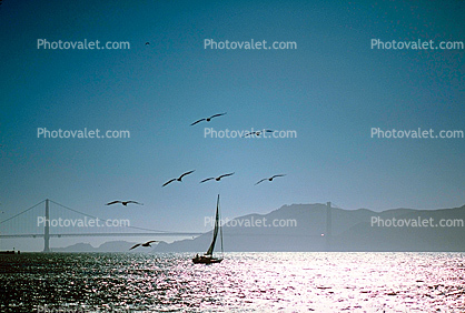 Pelicans, Golden Gate Bridge