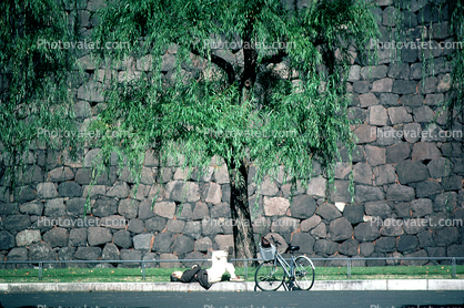 Imperial Palace, Tokyo, stone wall, tree