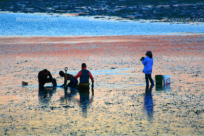 People, Clam Digging, Clamming, Low-Tide, Bodega Bay, Clam Digger