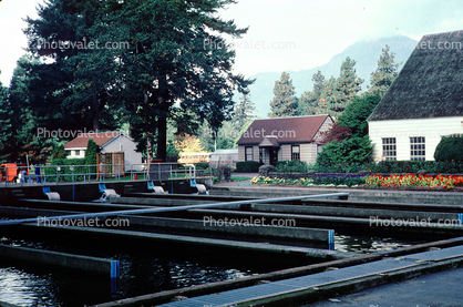 Stock Ponds, Fish Rearing, Raising Fish, Bonneville Dam, Oregon