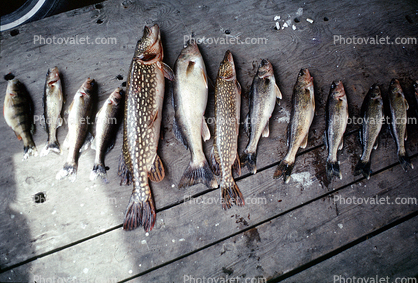fish, trout, fish catch, Hudson Bay, Canada, 1969, 1960s