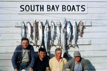 South Bay Boats, fishermen, man, fish catch, 1950s
