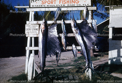 sailfish, Baker's Haulover, Dade County, Florida, fish catch