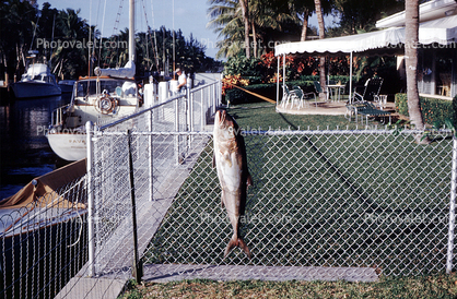 fish, Florida, fish catch