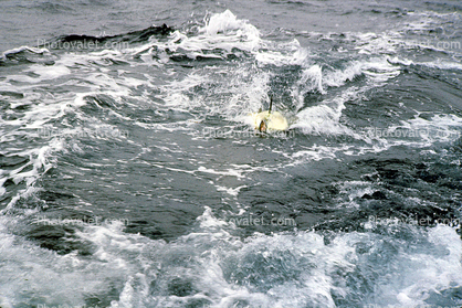 boat wake, ocean, water, 1964, 1960s