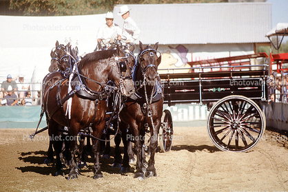 Horses, Cart, freight wagon