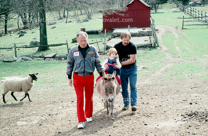 Child riding a mule, sheep, barn
