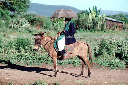 Mule, Parasol, Umbrella