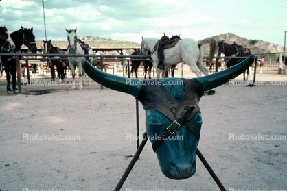 Cattle, Horse, Bull, Horns