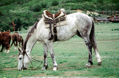 Horse grazing, saddle
