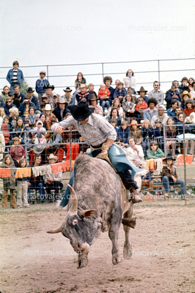 Bullriding, bull, cowboy, crowds, spectators, bucking