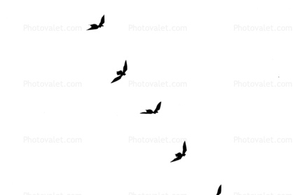 logo, Flying a Kite