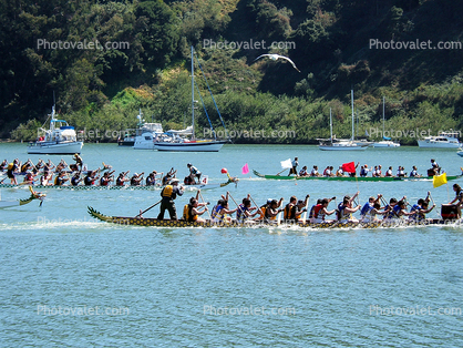 Dragon Boat Races, Treasure Island, San Francisco, Longboat