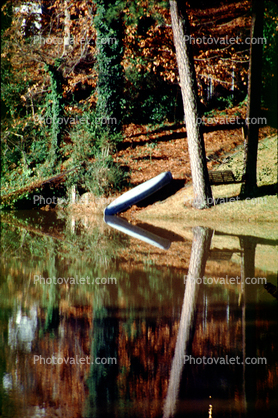 bucolic, reflection, lake, forest