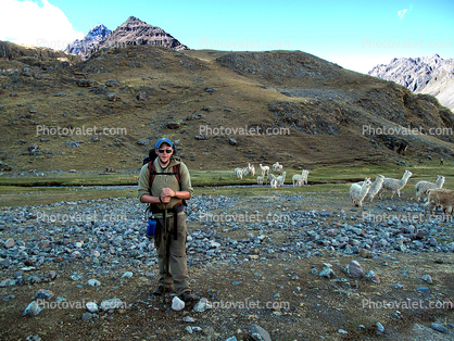 Llamas, Valley, Hiking in the Andes Mountains, Peak, Backpack