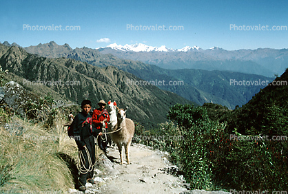 Inca Trail, Llamas, Andes Mountain Range