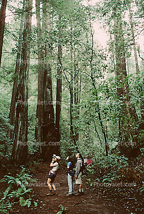 Redwood Forest, path, people