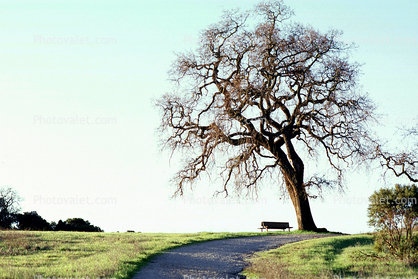 Bare Tree, path, bench