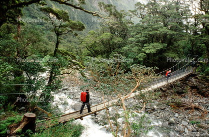 footbridge, river, forest, rainforest, backpack, Fiordland National Park