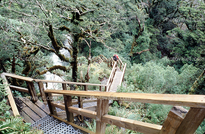 steps, forest, Fiordland National Park