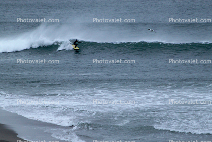 Surfer, Beach Wave, Bodega Bay, Sonoma County Coast
