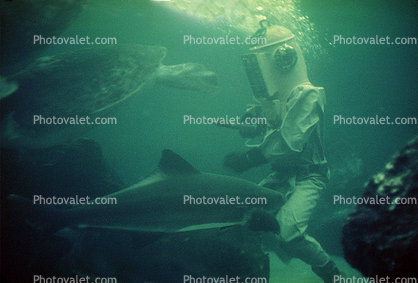 Hardhat Diver, Sharks, Turtle, Florida, 1950s