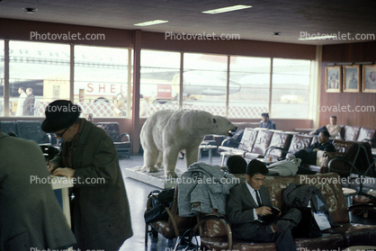 Polar Bear, Anchorage International Airport, inside, interior, October 1963, 1960s
