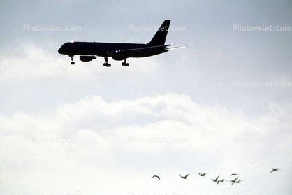 Airbus A320 series, Birds, Airbus A320 series silhouette, shape, logo