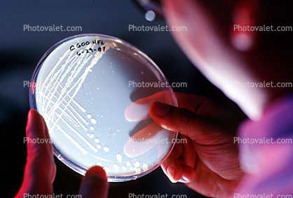 Petri Dish, Lab Technician, Culture, Bacteria, Laboratory, Lab, Room, equipment