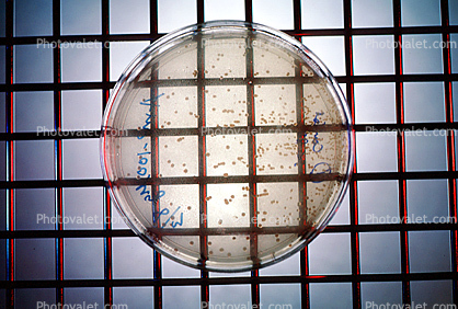 Culture sample, petri dish, Bacteria, Lab, equipment, metal grid
