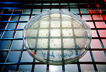 Culture sample, petri dish, Bacteria, Lab, equipment, metal grid
