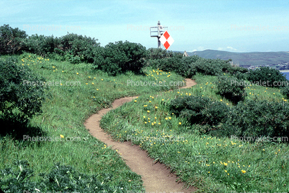 path, dirt, trail, bush, Bodega Bay, Pickleweed