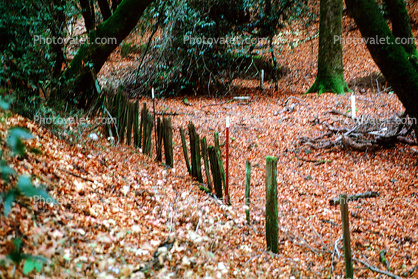Fence, Trees, Leaves, Woodland
