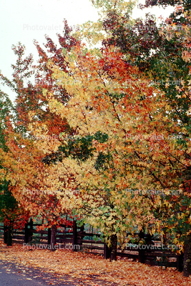 Fence with Fall Colors Trees, autumn