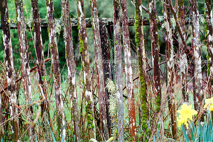 Old Wooden Fence, Lichen