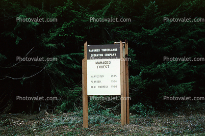 Managed Forest Sign, Clearcut Forest, Coastal Oregon