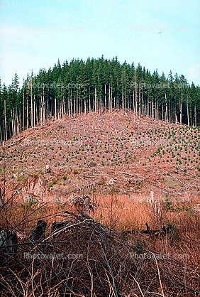 Clearcut Forest, Coastal Oregon