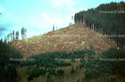 Clearcut Forest, Coastal Oregon