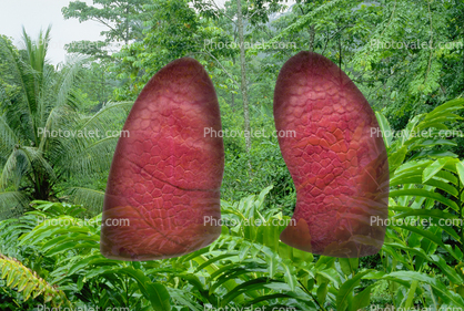 Rain forest Lungs of the Earth, Photo-Illustration
