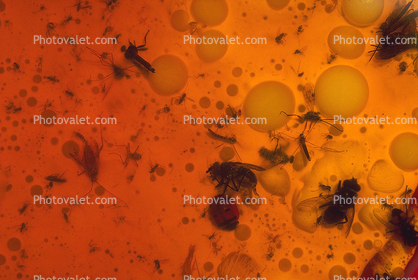 Flies and insects in a toxic soup, Oil Drum, Toxic Sludge, Toxic Waste, hazardous materials, Waste Dump, Storage