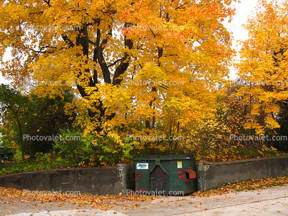 Trash Bin, Fall Colors, Trees, Wall, autumn